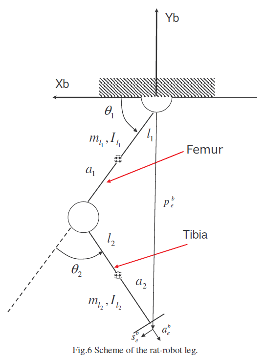 Kinematic_diagram_of_a_rat_leg