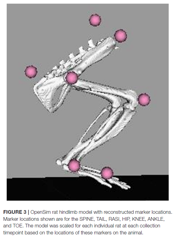 Rat_hindlimb_model