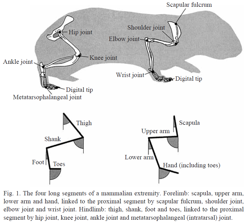 Skeletal_structure_of_the_fore_and_hind_limbs_of_a_rodent_alongside