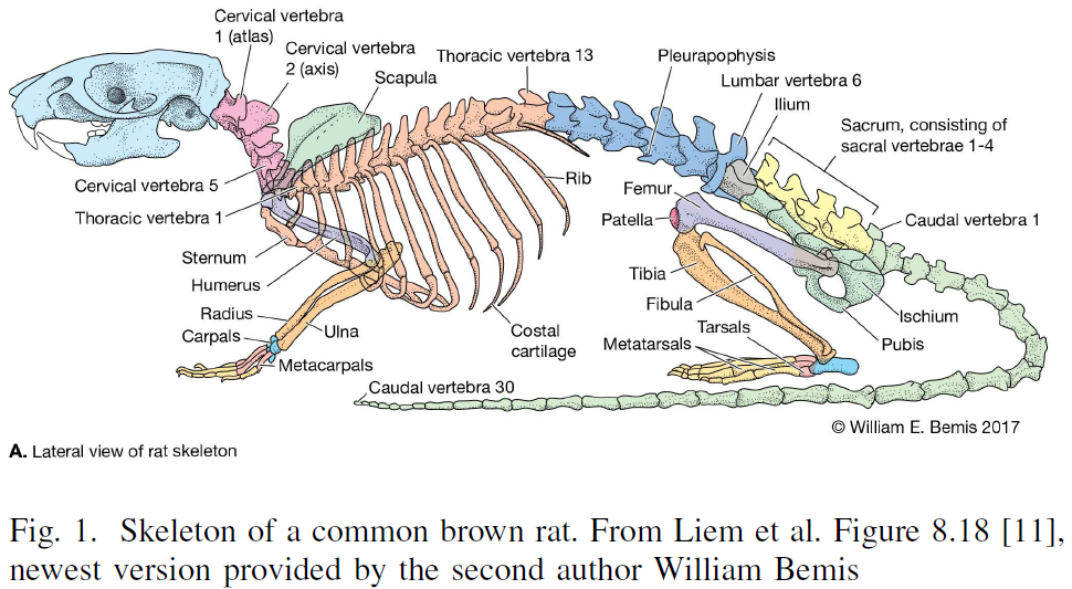 Skeletal_structure_of_a_rodent_alongside
