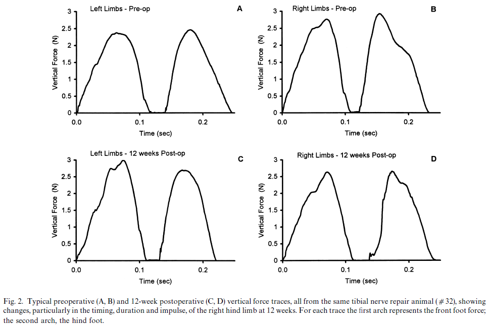 Vertical_ground_reaction_forces_of_a_rat